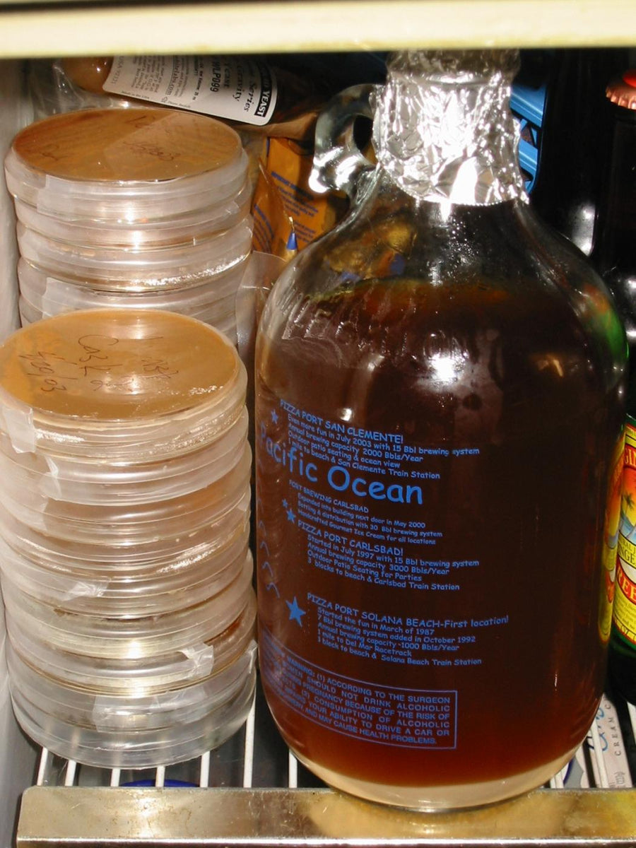 Settling Yeast for Decanting Maltose Falcons