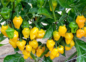 Golden Sour with Chili Peppers