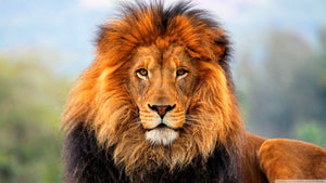 Lion's Share | Strong Ale
