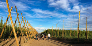 Hop Harvest Ale